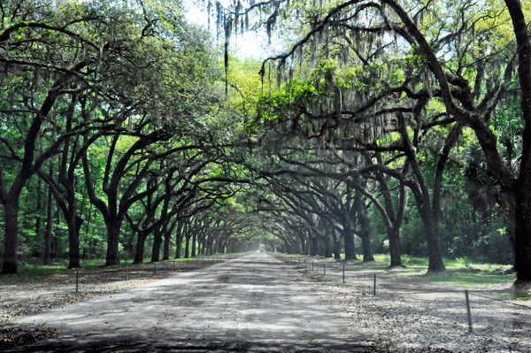 Live Oak trees lined the entrance road