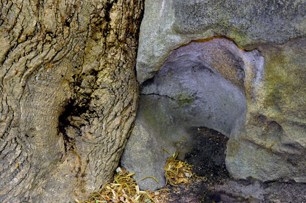 tree and part of boulder