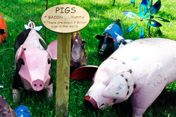pigs and sign