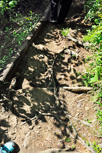 obstacles on the trail