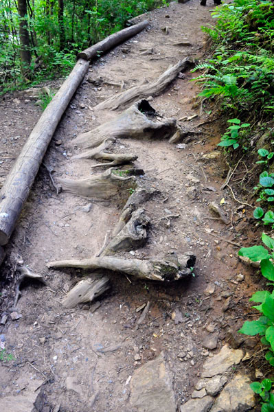 various obstacles of nature on the trail.