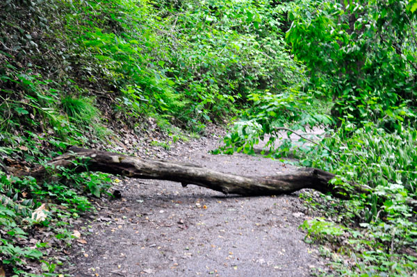 trail blocked by fallen tree