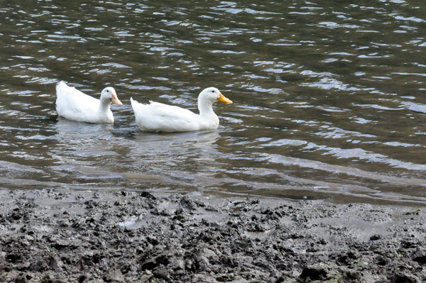 two ducks swimming