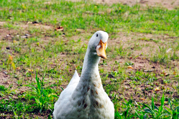 a duck stared at Karen Duquette