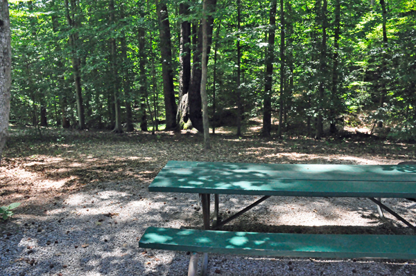 picnic table and woods