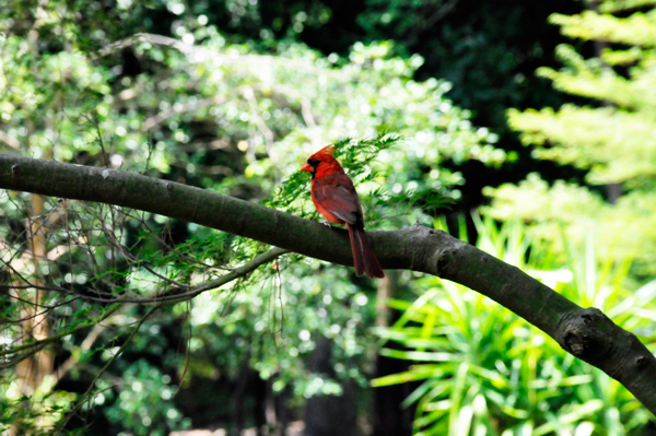 cardinal bird in a tree