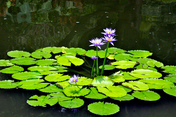 flowers in the pond