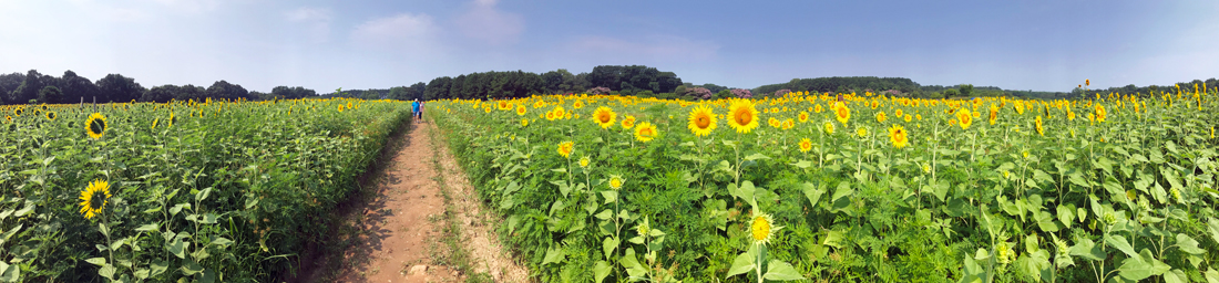 panorama of the sunflower field