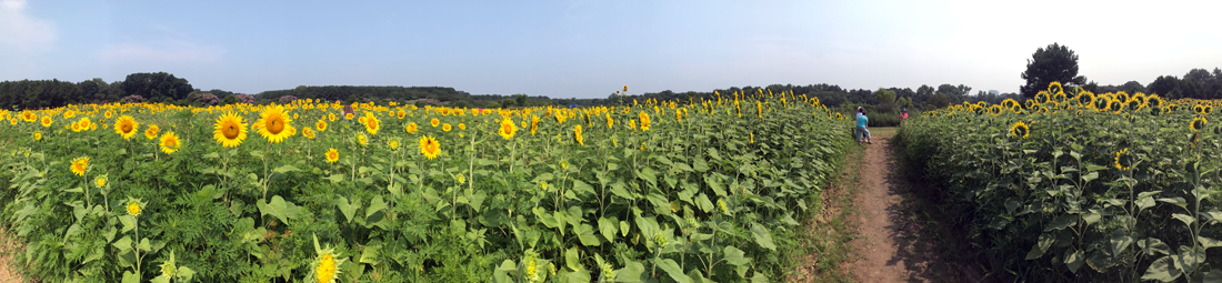 parorama of The Sunflower Field