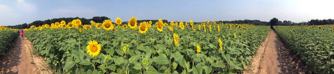 sunflower field and Karen Duquette