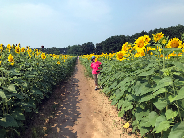 Karen Duquette in the Sunflower Field