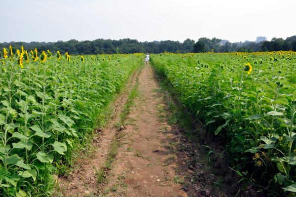 The Dorothea Dix Sunflower field