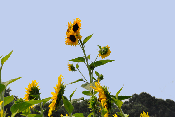 a cluster of sunflowers