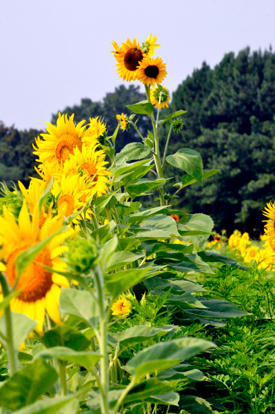 clusters of Sunflowers