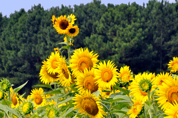sunflower reaching high