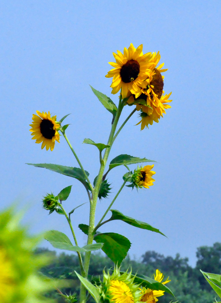 clusters of Sunflowers