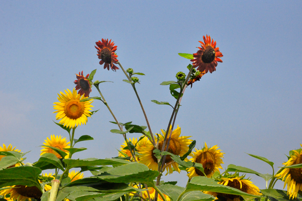 red and yellow sunflowers