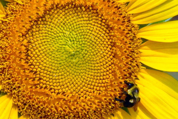 sunflower and a bee