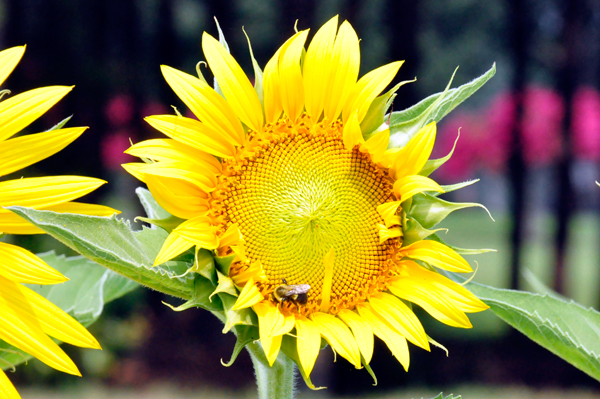 sunflower and a bee