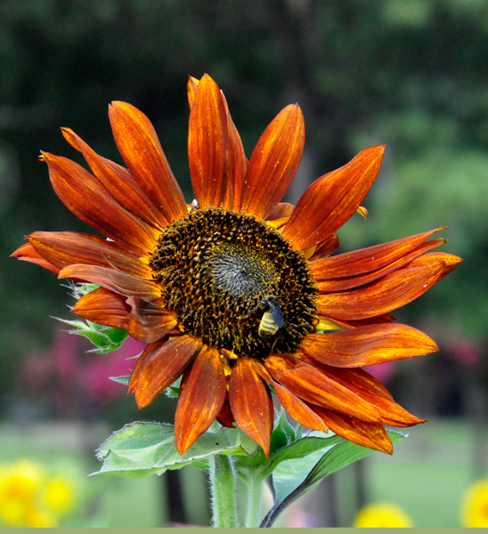 Red sunflower and a bee
