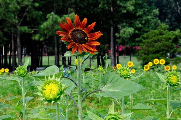 Red sunflower growing tall