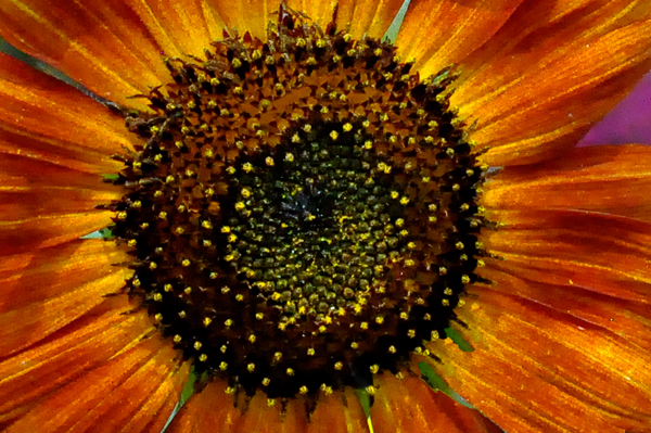 Red sunflower close-up