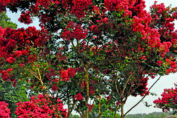 red flowering trees