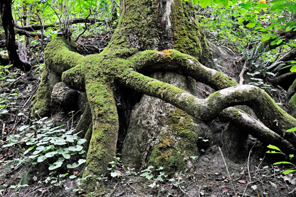 tree roots above ground