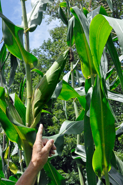 a big ear of corn