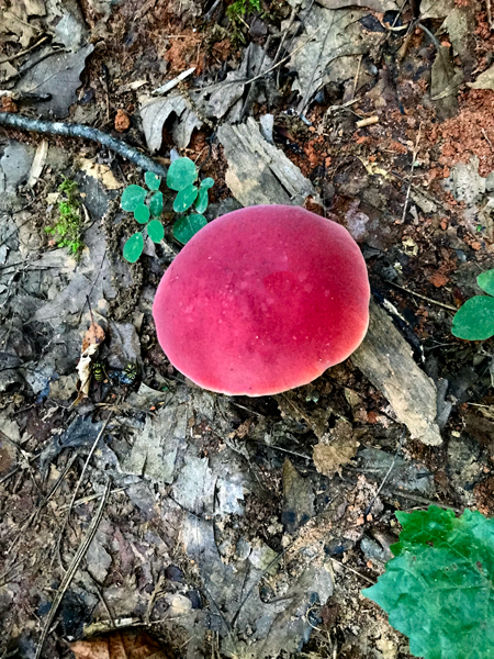 bright red mushroom