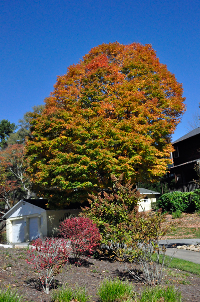 fall foliate tree