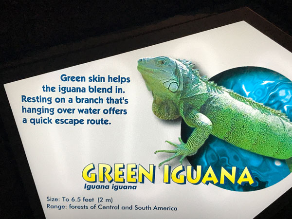 sign about Green Iguanas