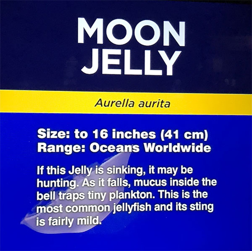 Moon Jelly sign
