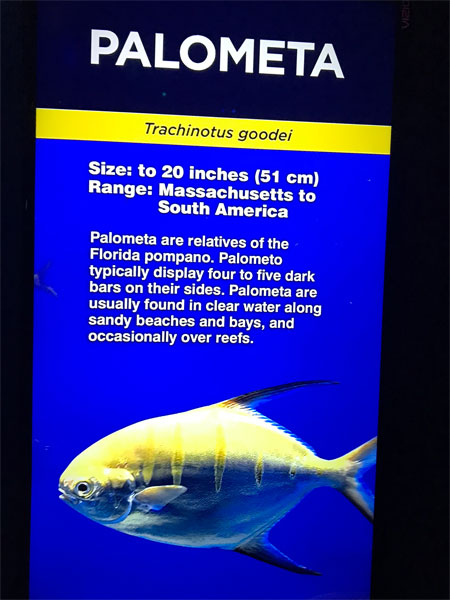 Palometa Fish sign