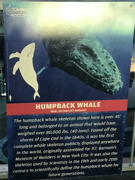 Humpback Whale sign
