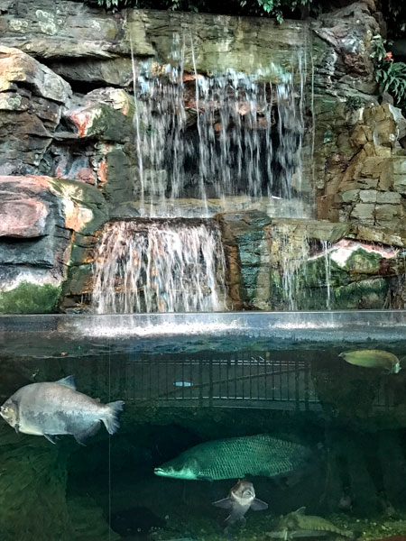 waterfall and fish