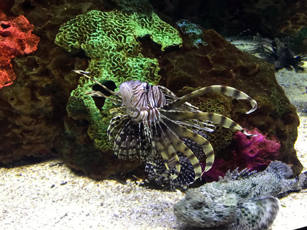 Rock fish and Scorpionfish