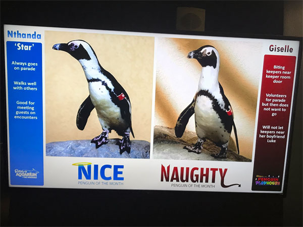nice and naughty Penguins