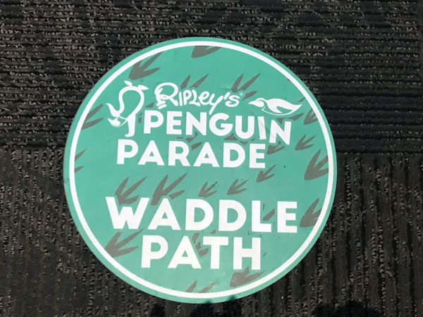 Penquin parade waddle path