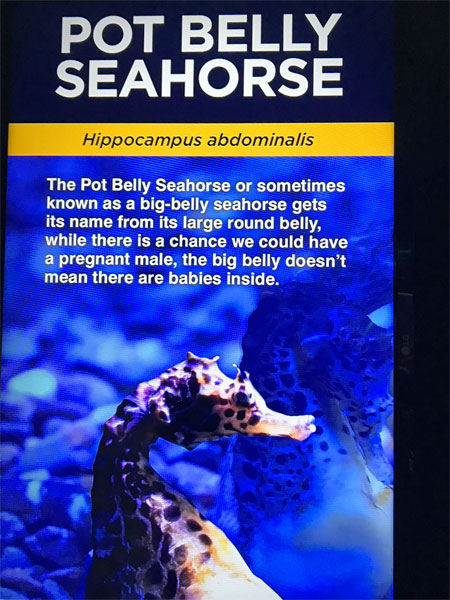Pot Belly Seahorse sign