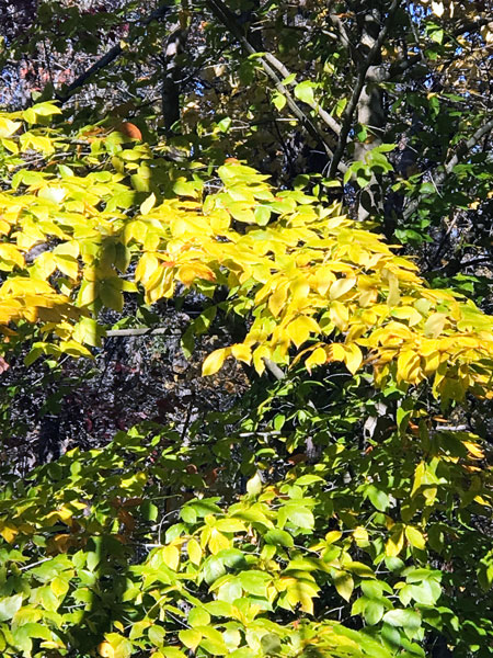 Fall foliage at The Greenway
