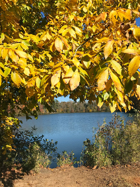 Fall foliage at The Greenway