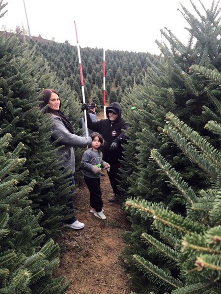 Looking for the perfect Christmas tree