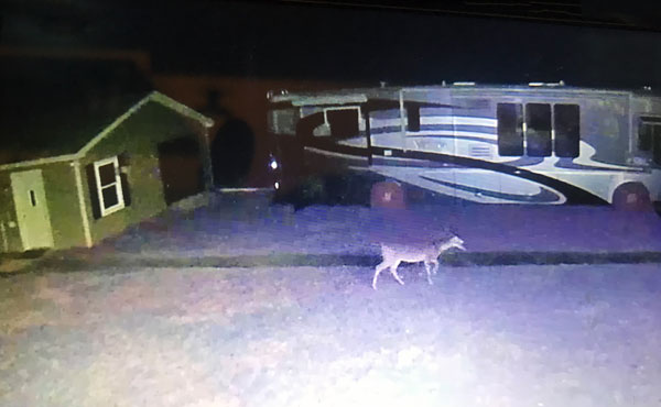 deer by the RV of the two RV Gypsies