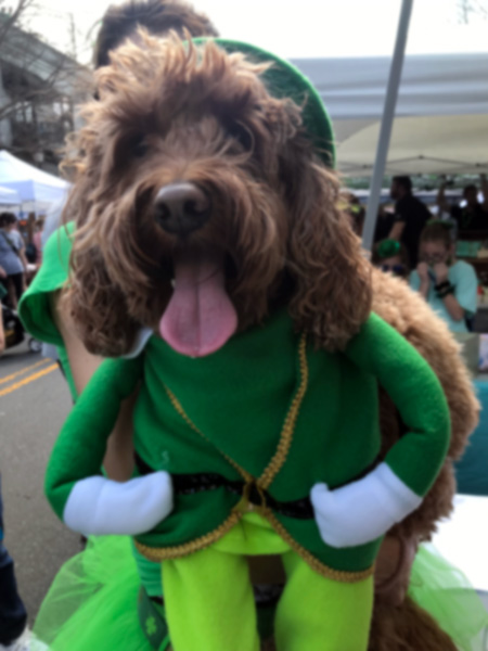 dog dressed in green
