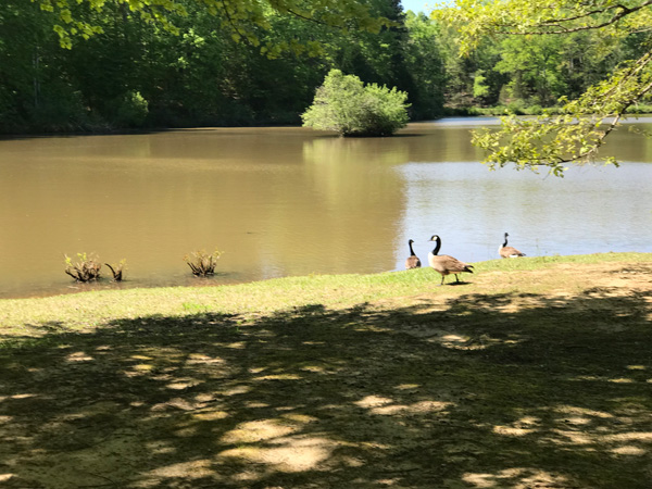 ducks at Anne Greene  Greenway