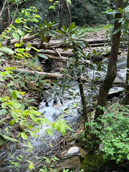 Flowing water alongside the trail in 2022