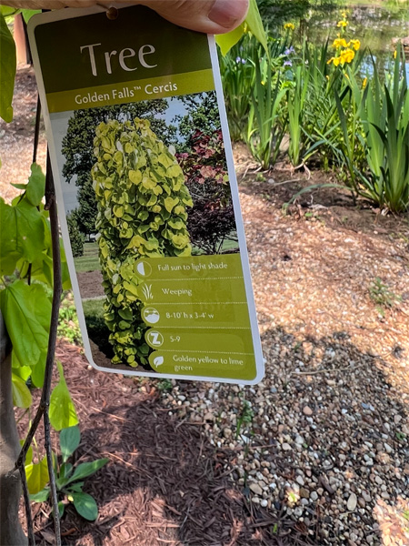 weeping Cercis Tree  label