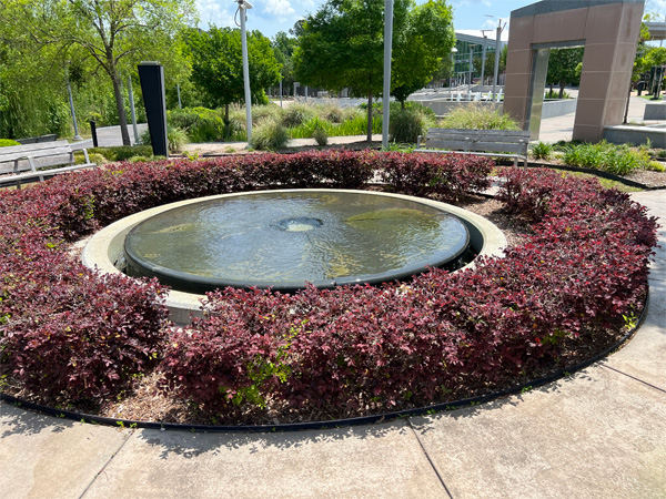 water hole and bushes