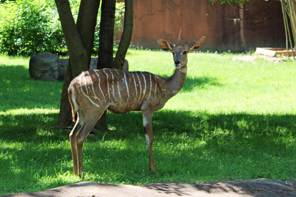  Lesser Kudu
